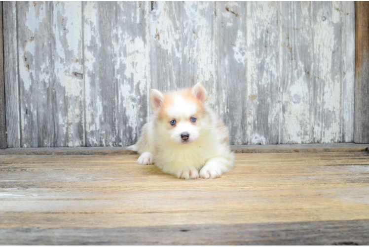 Pomsky Puppy for Adoption