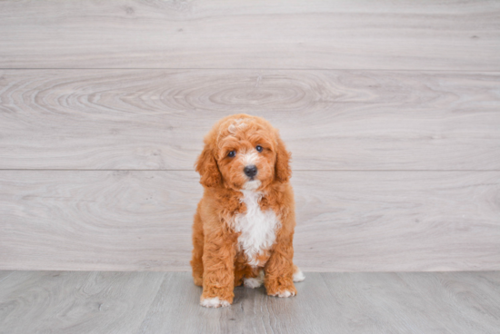 Best Mini Goldendoodle Baby