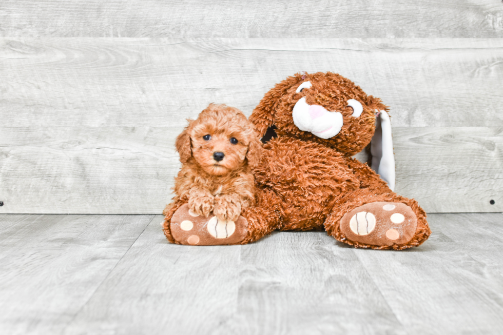 Adorable Cavoodle Poodle Mix Puppy