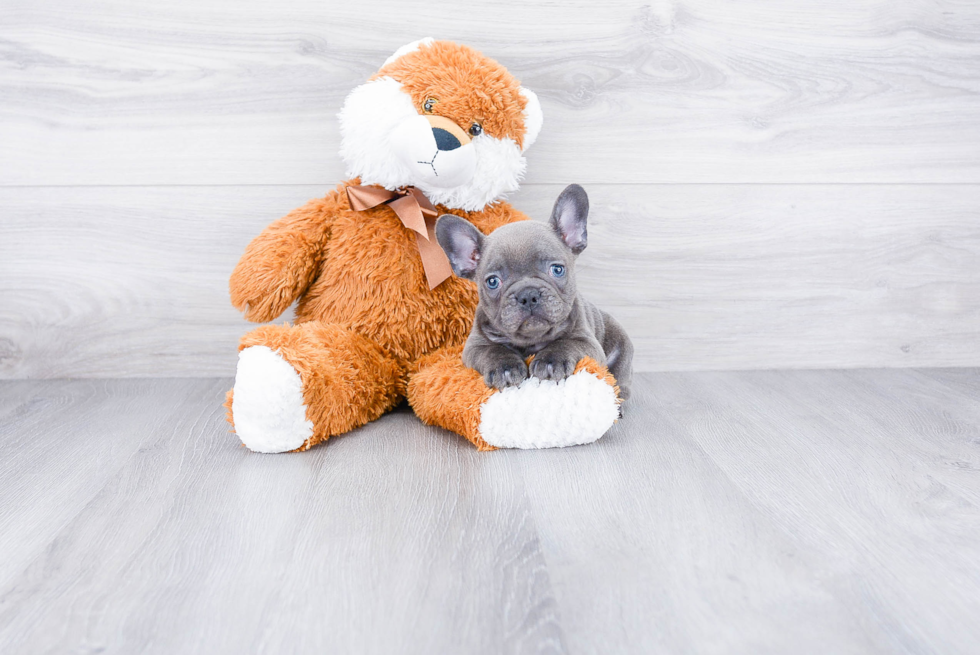 French Bulldog Pup Being Cute