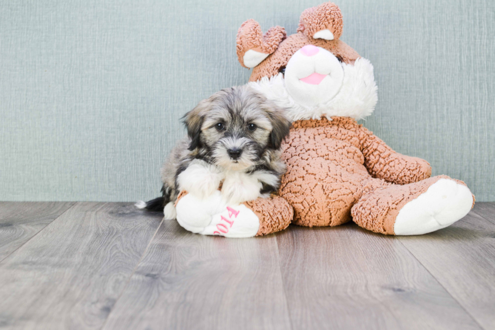 Havanese Pup Being Cute