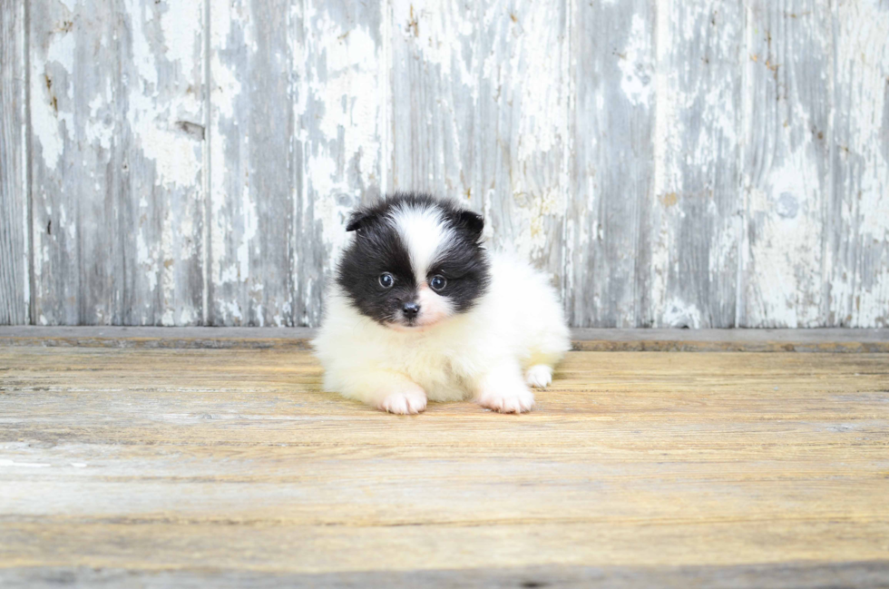 Hypoallergenic Pomeranian Baby