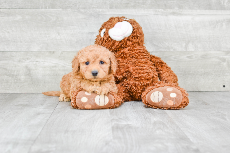 Friendly Cavapoo Baby