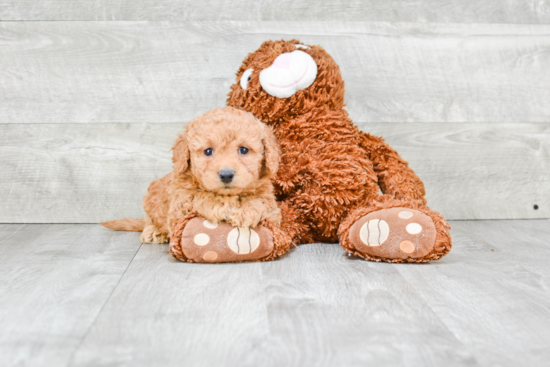 Friendly Cavapoo Baby