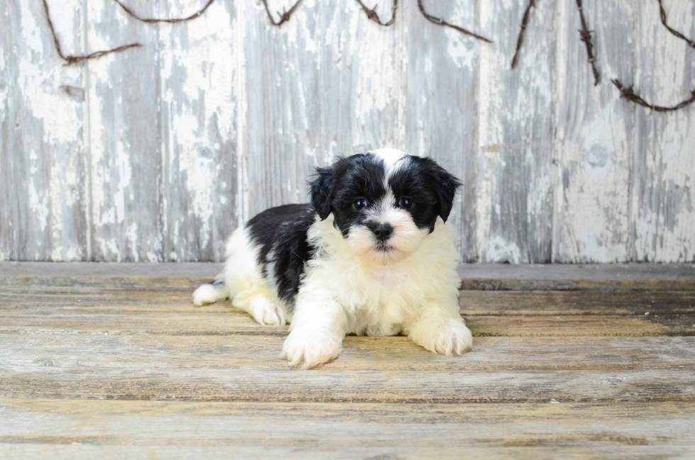 Teddy Bear Pup Being Cute