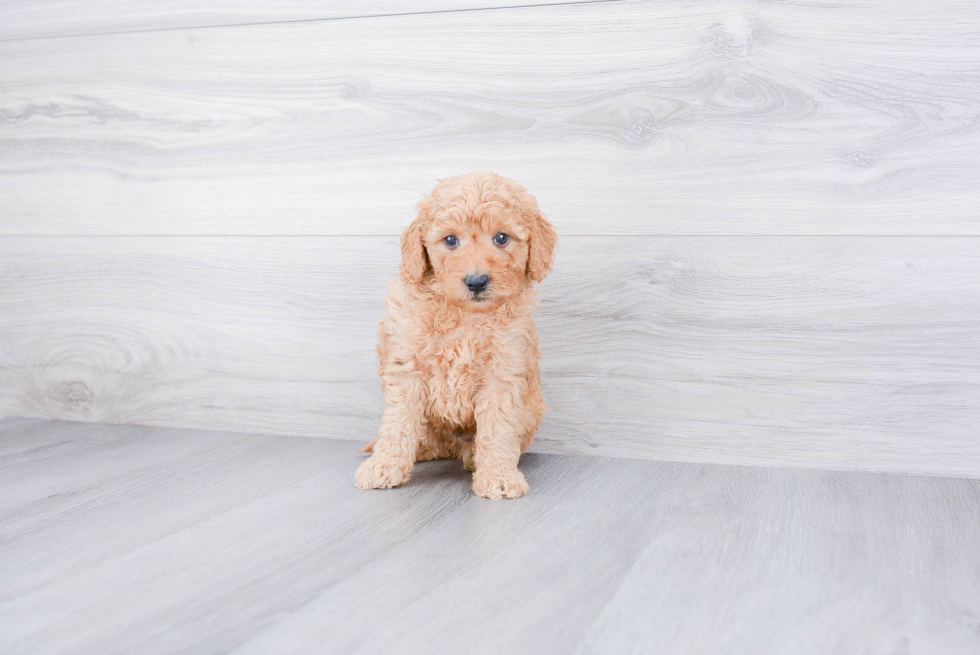 Popular Mini Goldendoodle Poodle Mix Pup