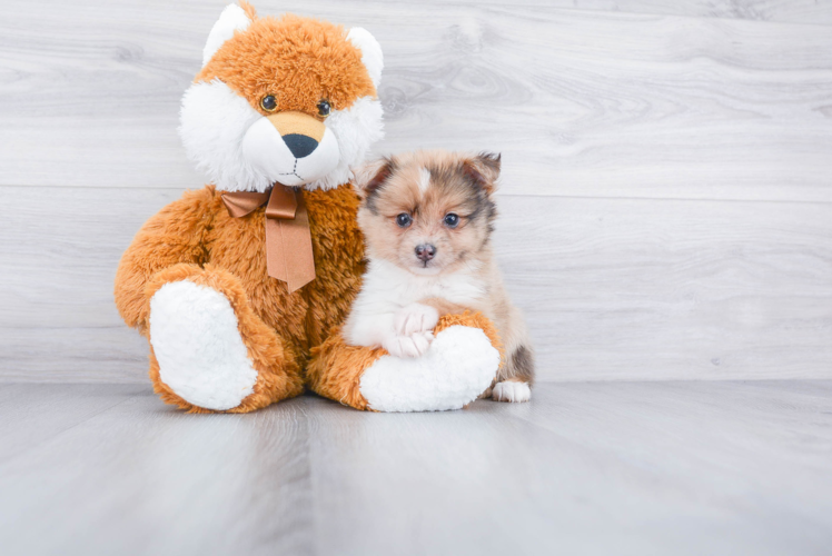 Pomeranian Puppy for Adoption