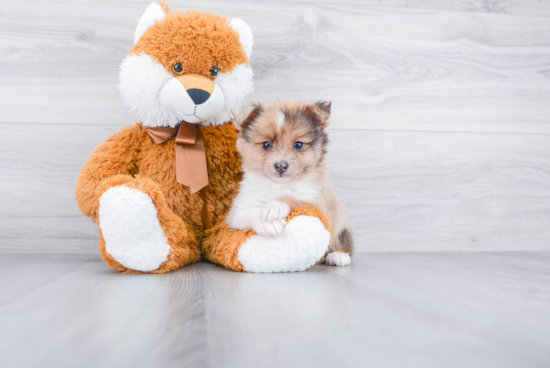 Pomeranian Puppy for Adoption