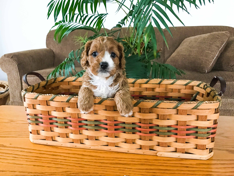 Best Cavapoo Baby