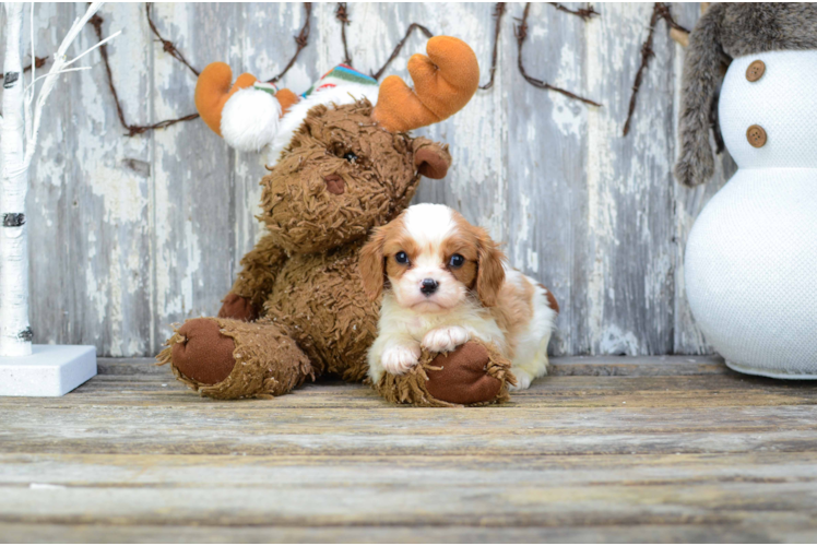 Playful Cavalier King Charles Spaniel Baby