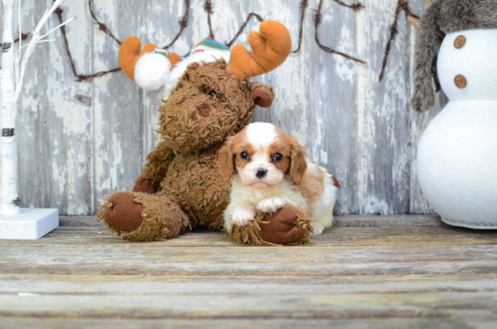 Playful Cavalier King Charles Spaniel Baby