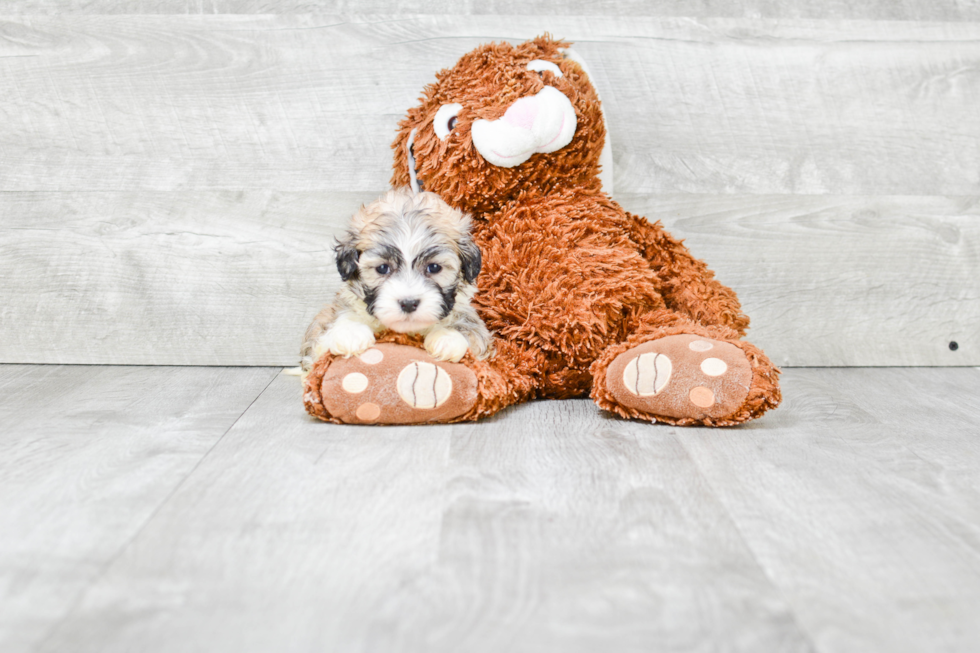 Little Shichon Designer Puppy