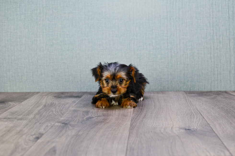 Meet Lisa - our Yorkshire Terrier Puppy Photo 