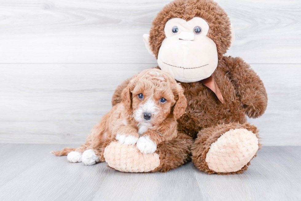 Hypoallergenic Cavoodle Poodle Mix Puppy