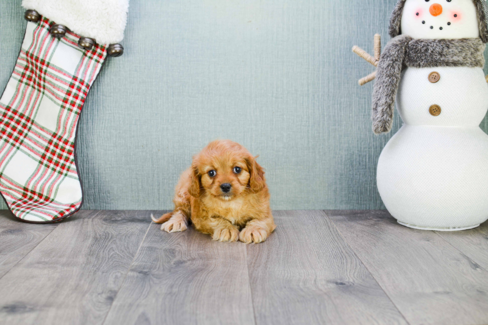 Cavapoo Puppy for Adoption