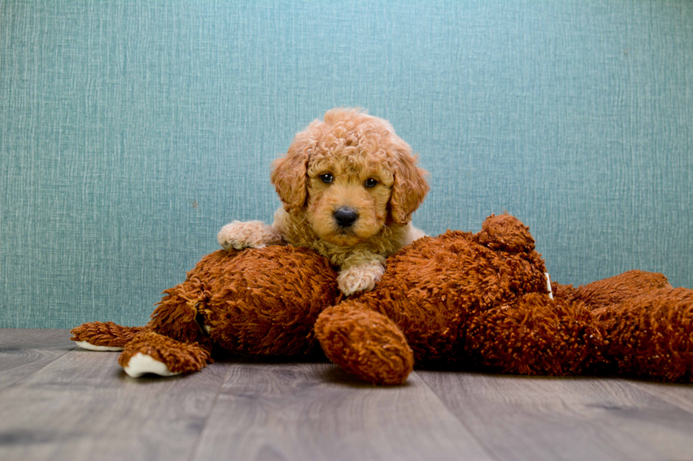 Mini Goldendoodle Pup Being Cute