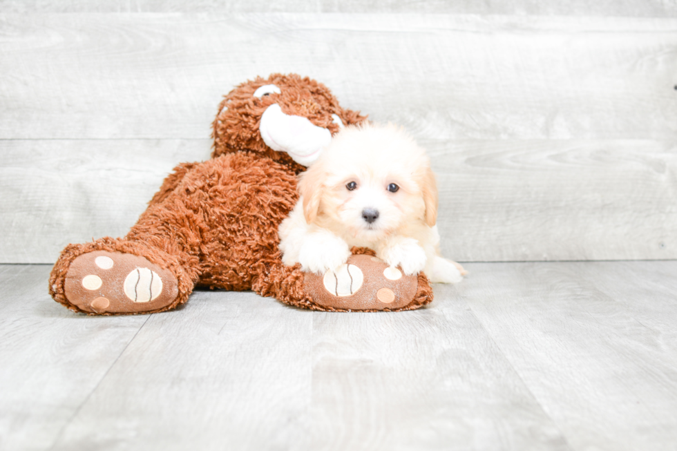 Small Maltipoo Baby