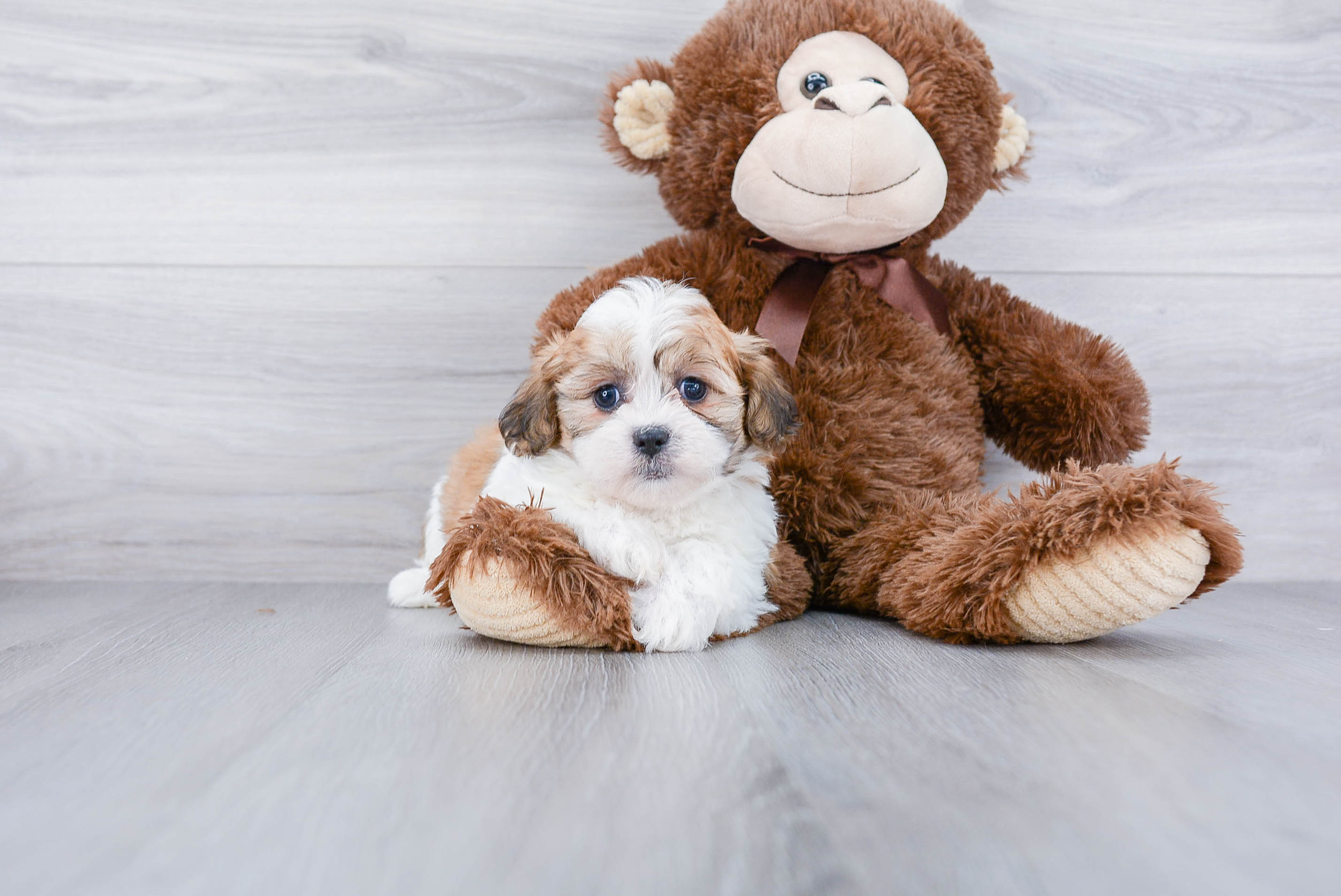 Best Teddy Bear Baby