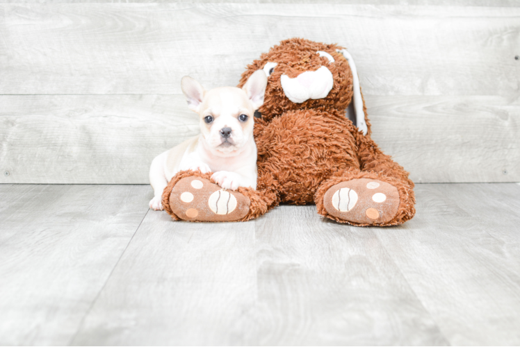 French Bulldog Pup Being Cute