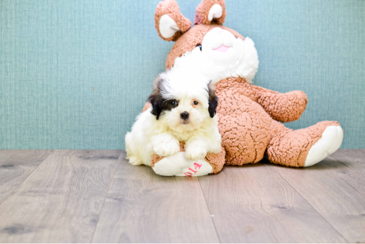 Smart Teddy Bear Designer Pup