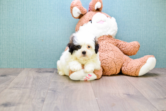 Smart Teddy Bear Designer Pup