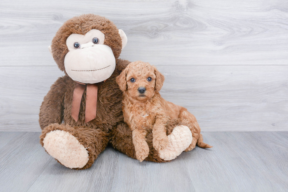 Mini Goldendoodle Puppy for Adoption