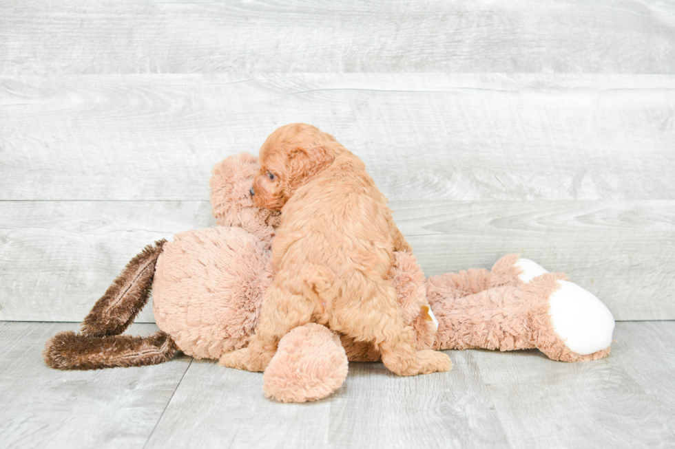 Popular Cockapoo Poodle Mix Pup