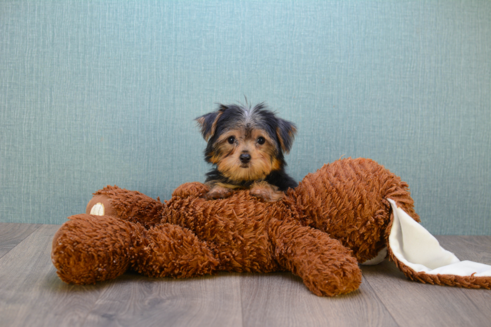 Meet Avery - our Yorkshire Terrier Puppy Photo 