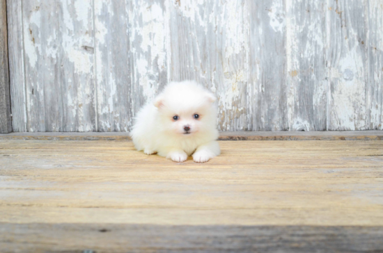 Pomeranian Pup Being Cute