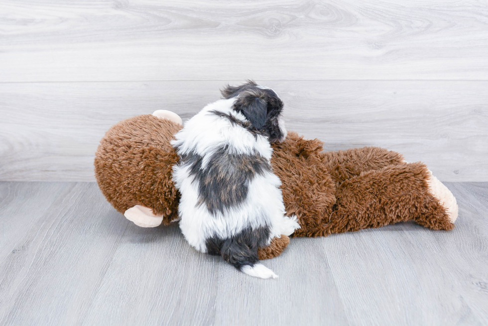 Cute Havanese Purebred Puppy