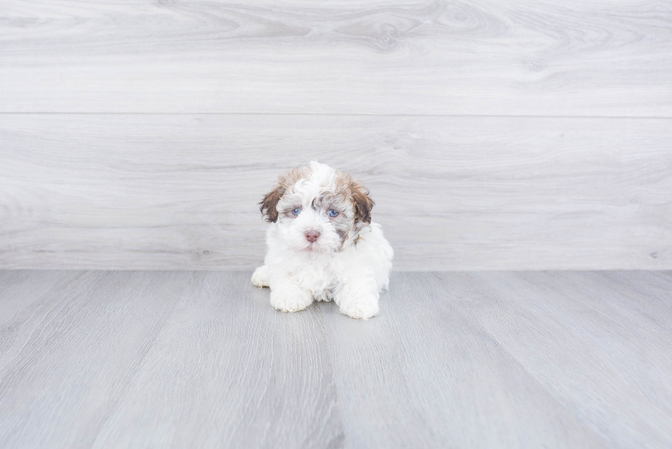 Havanese Pup Being Cute