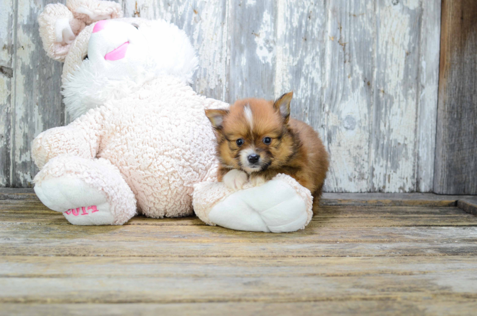 Akc Registered Pomeranian Purebred Pup