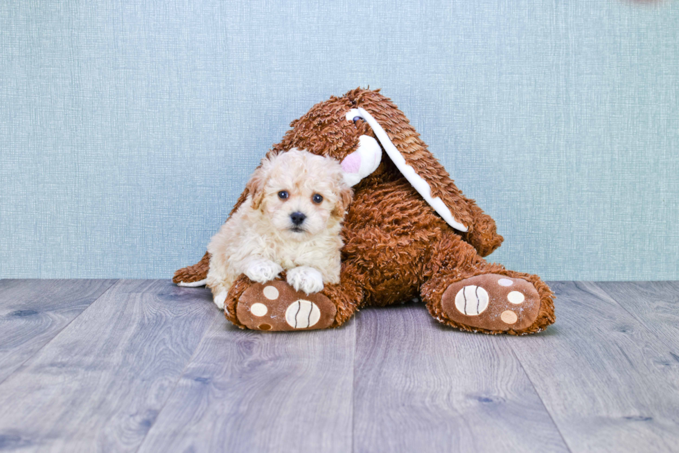 Small Maltipoo Baby