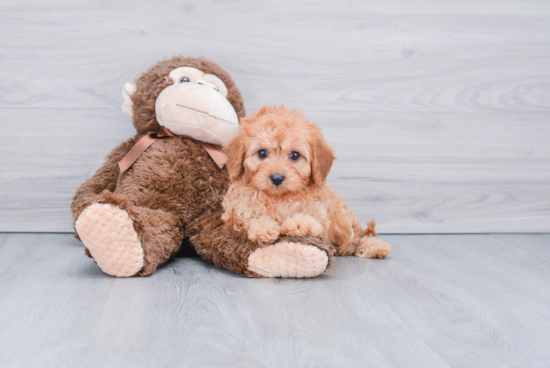 Cavapoo Pup Being Cute