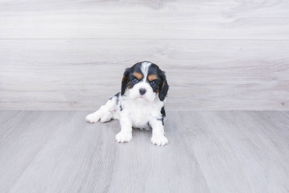 Best Cavalier King Charles Spaniel Baby