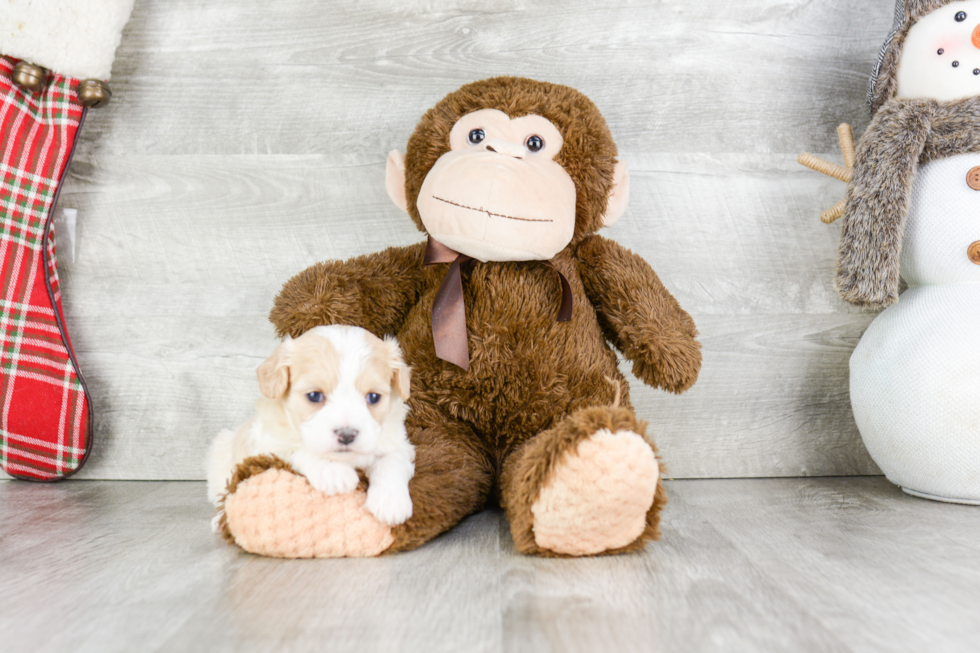 Cavachon Puppy for Adoption