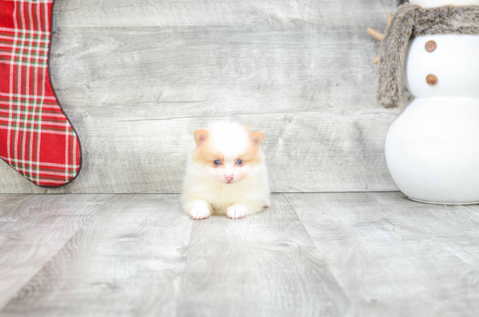 Akc Registered Pomeranian Baby