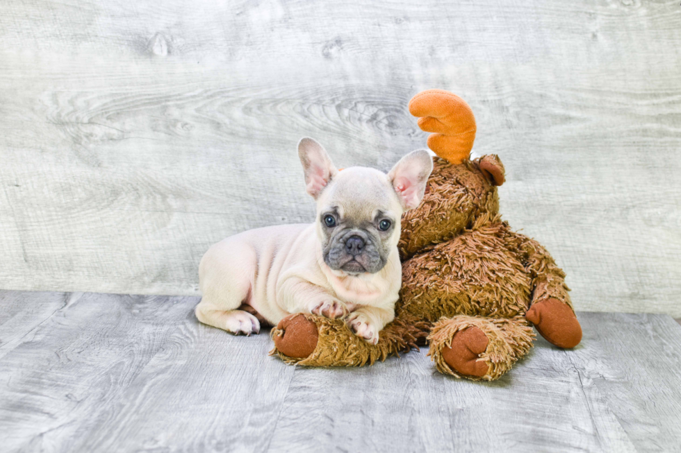 Sweet Frenchie Purebred Puppy