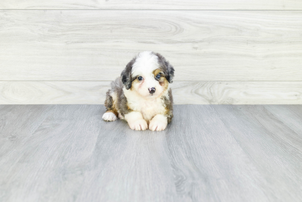 Mini Aussiedoodle Puppy for Adoption