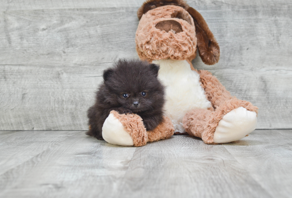 Pomeranian Pup Being Cute