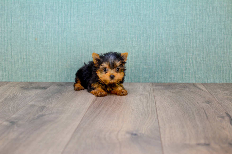 Meet Giselle - our Yorkshire Terrier Puppy Photo 