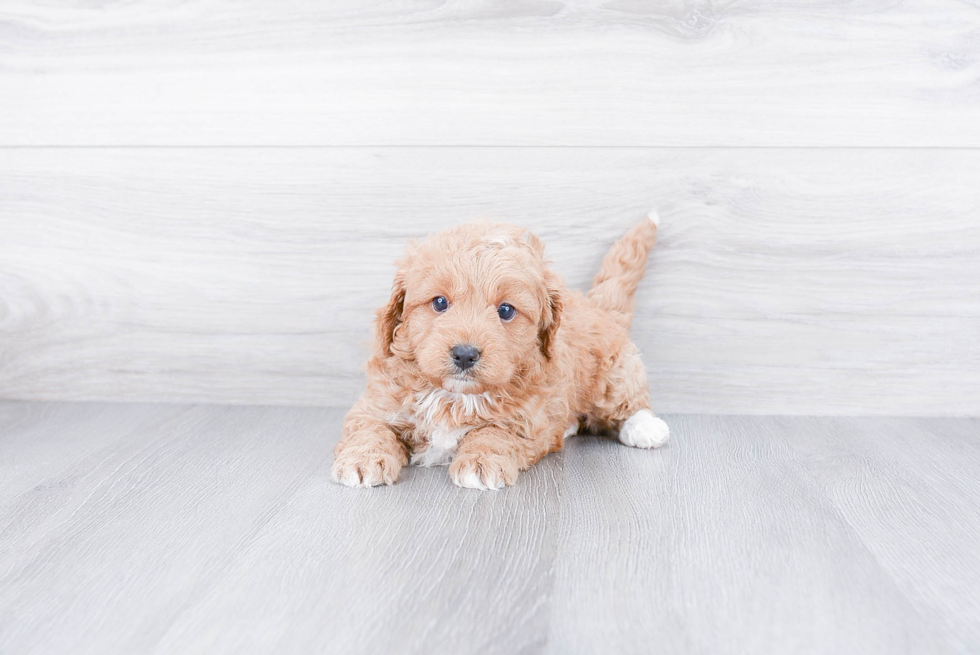 Fluffy Cavapoo Poodle Mix Pup