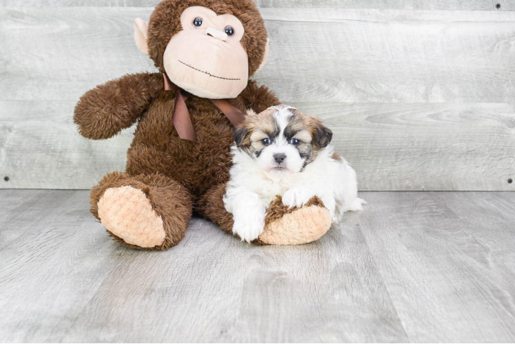 Funny Teddy Bear Designer Pup