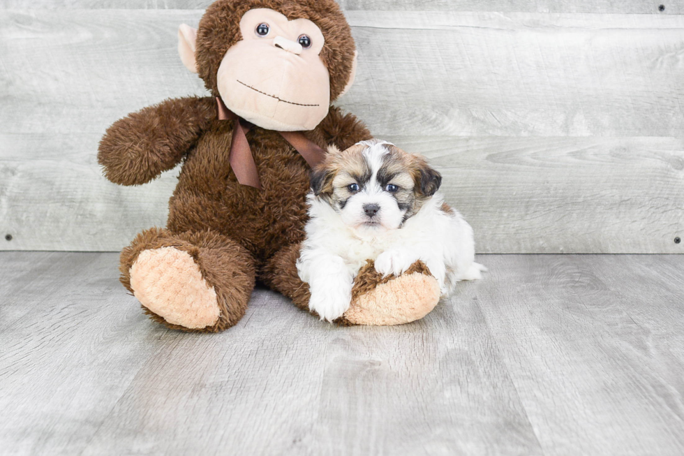 Funny Teddy Bear Designer Pup