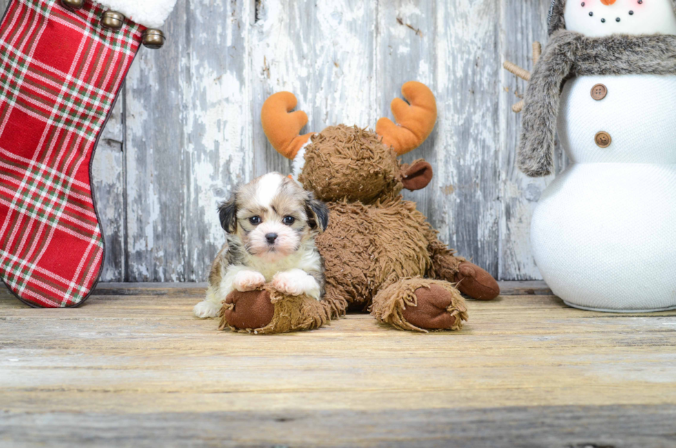 Smart Teddy Bear Designer Pup