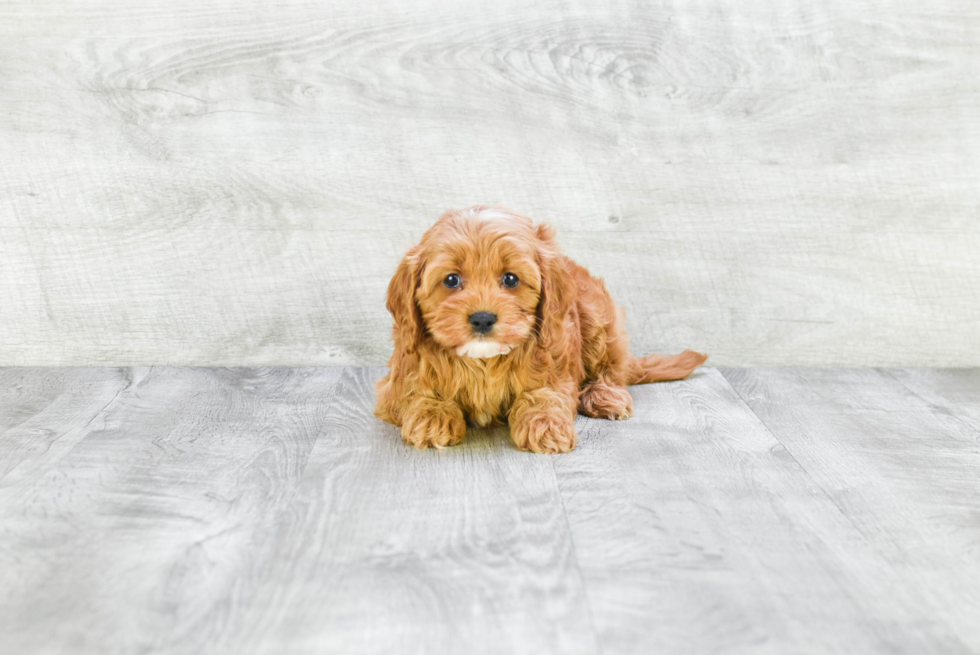 Best Cavapoo Baby