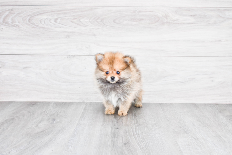 Smart Pomeranian Purebred Puppy