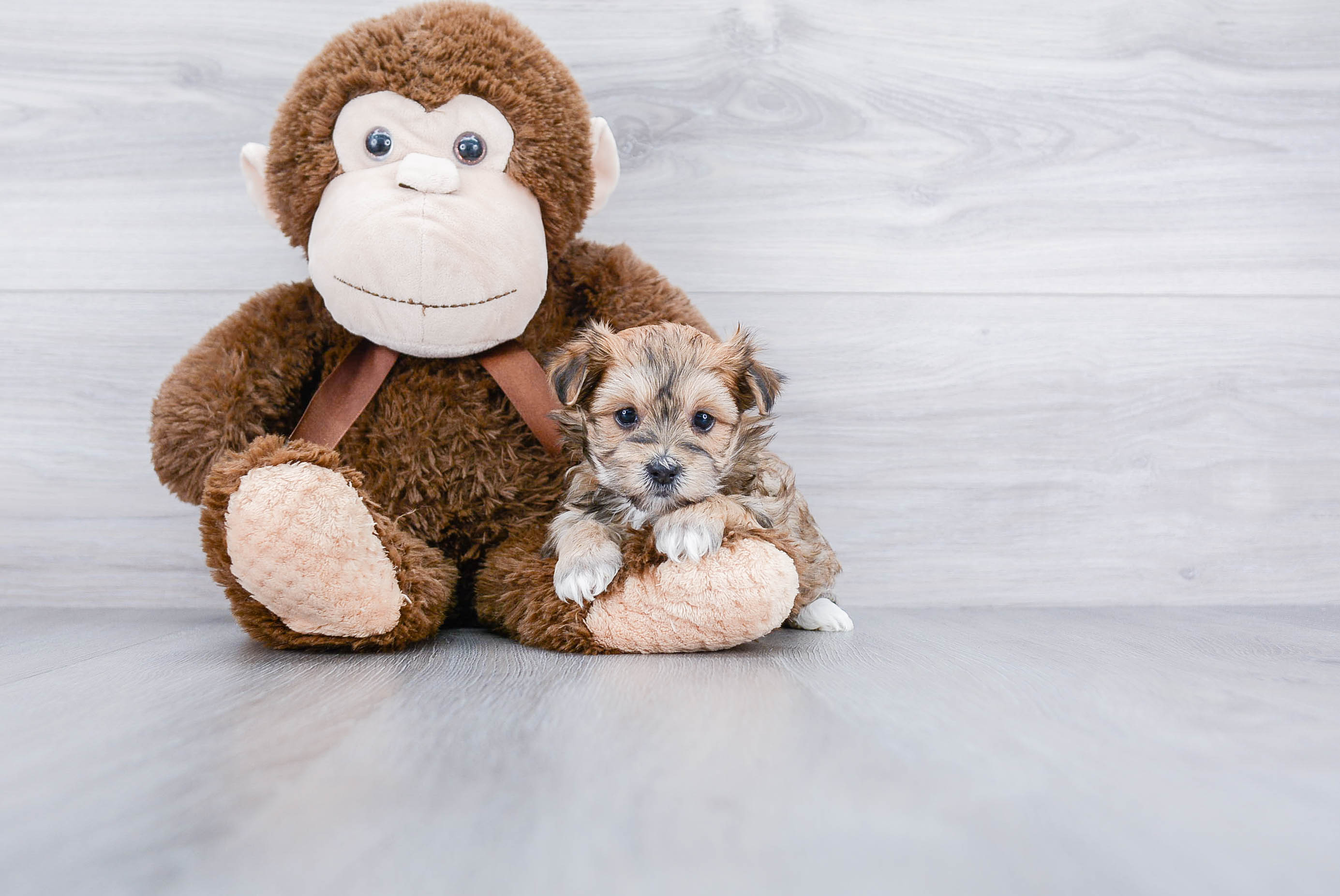 Best Morkie Baby