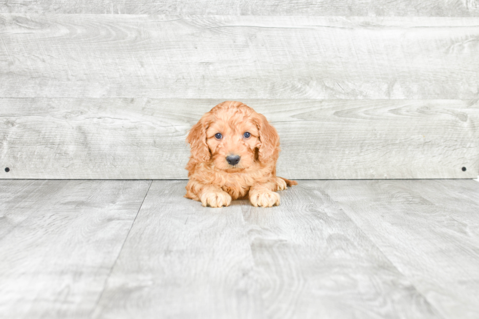 Mini Goldendoodle Puppy for Adoption