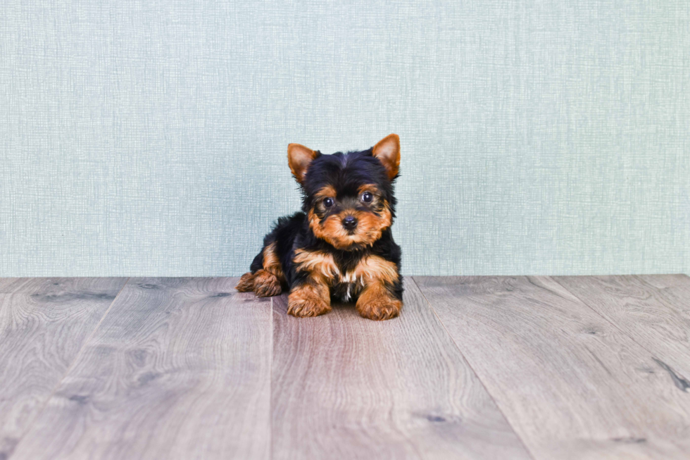 Meet Beckham - our Yorkshire Terrier Puppy Photo 